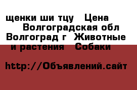щенки ши тцу › Цена ­ 5 000 - Волгоградская обл., Волгоград г. Животные и растения » Собаки   